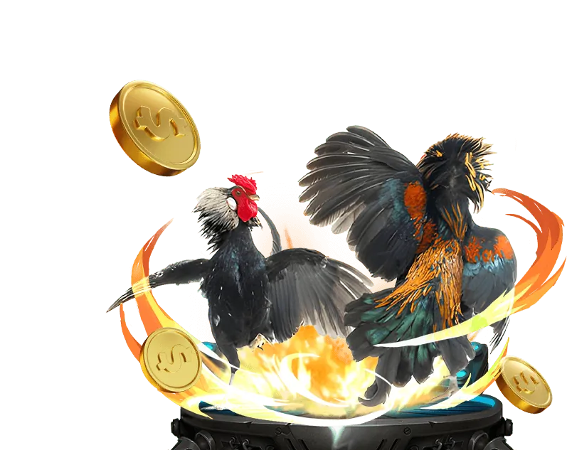 Sân Đá Gà Truyền Thống